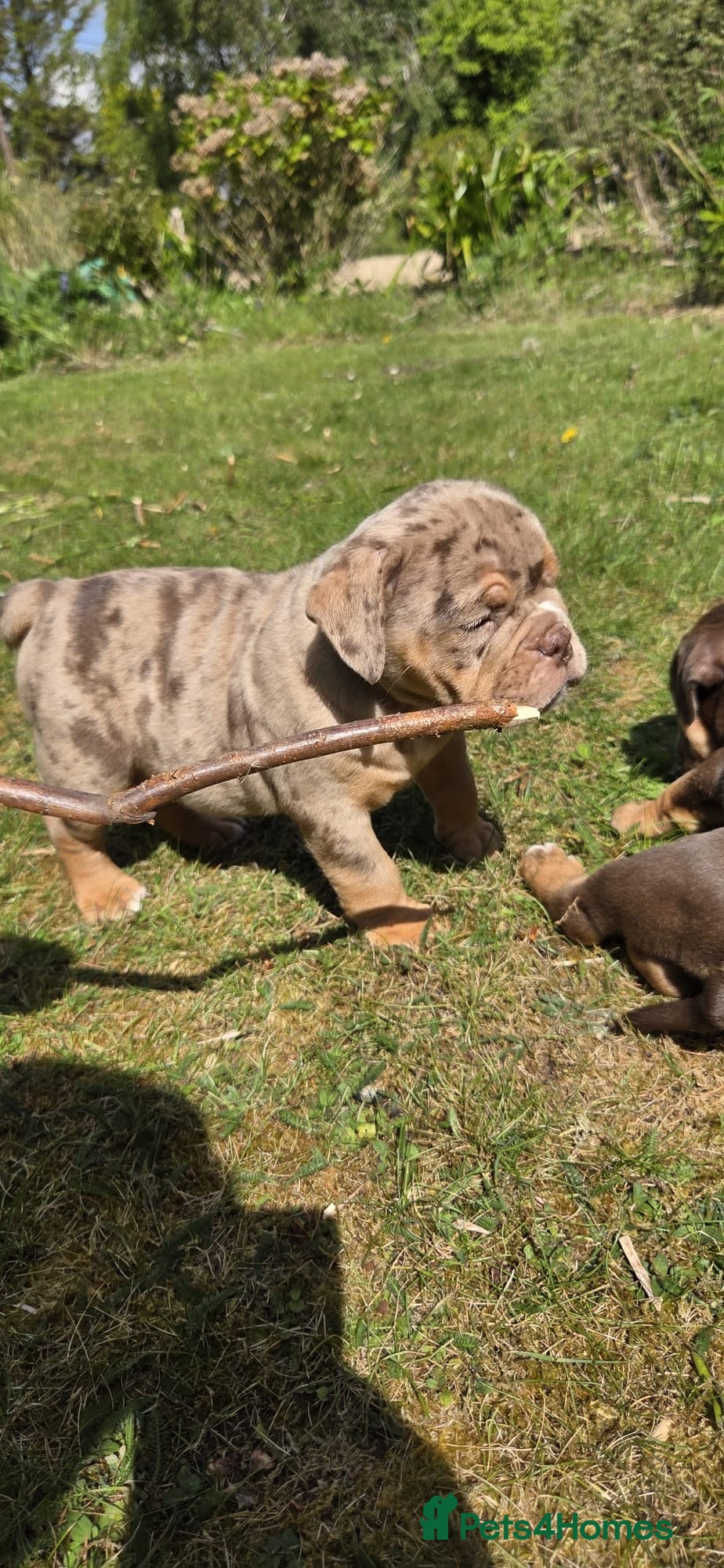 Olde English Bulldogge dogs RAINBOW OLD ENGLISH LITTER !!! - Advert 1