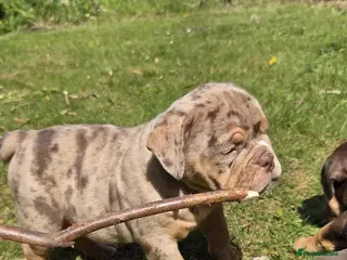 Olde English Bulldogge dogs RAINBOW OLD ENGLISH LITTER !!! - Advert 2