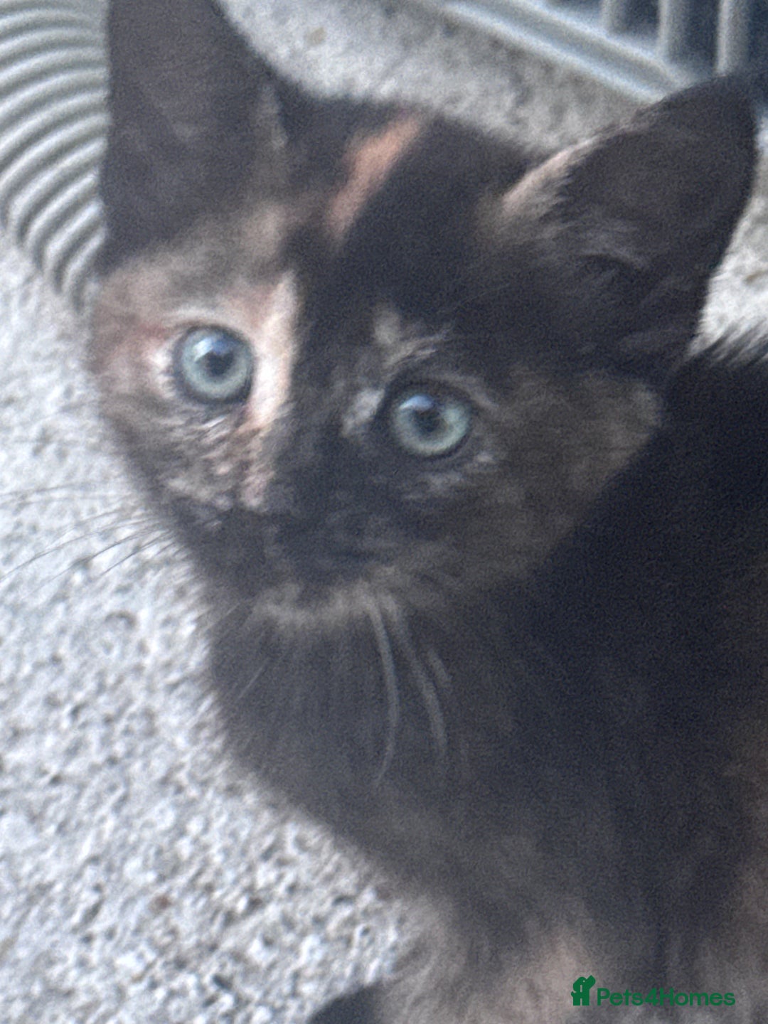 Mixed Breed cats for sale: cute kittens  - Image 10
