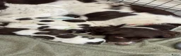 English Springer Spaniel dogs for sale: 1 Springer boy  - Advert 3