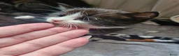 Mixed Breed cats for sale: 5 black/ black and white kittens - Advert 13
