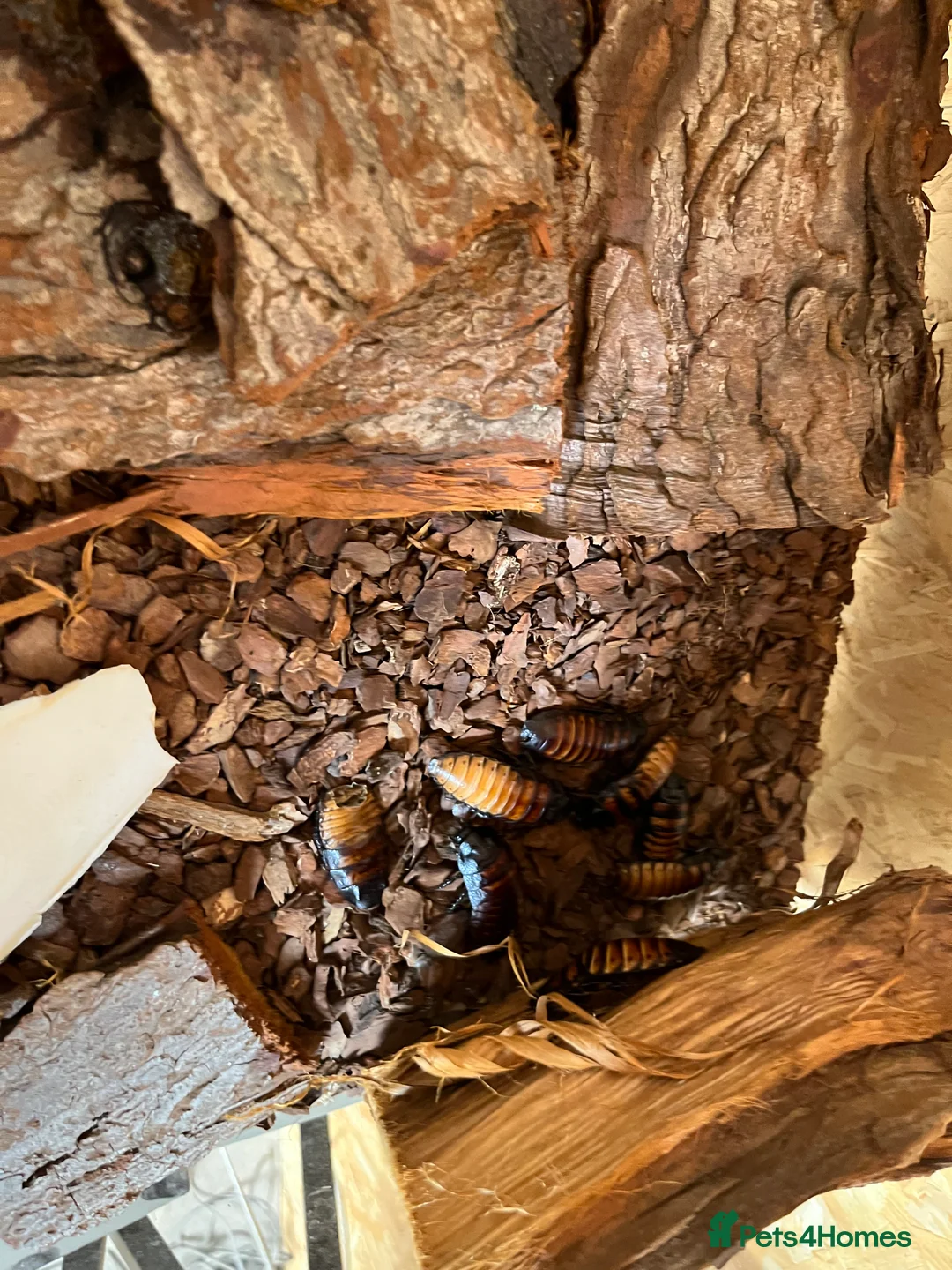 Cockroaches invertebrates for sale: Madagascar hissing cockroaches  - Advert 2