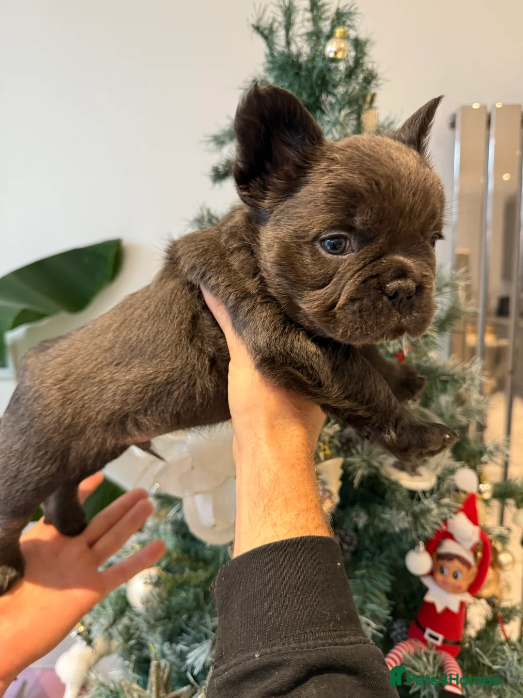 French Bulldog dogs for sale: Fluffy french bulldog puppy new shade  - Advert 5