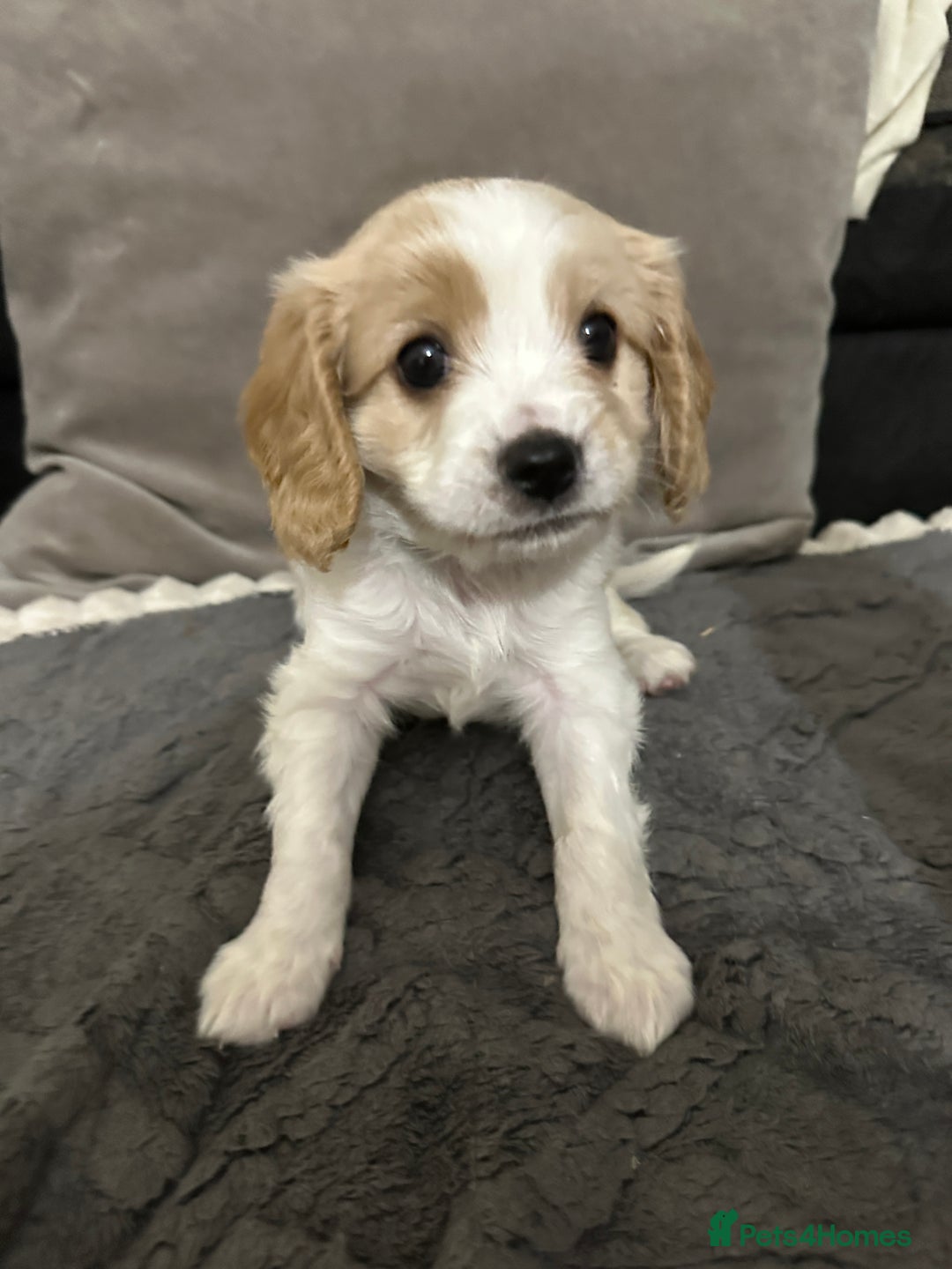Cavapoo dogs for sale: Six cavapoo puppies F2( d.o.b. 23.10.2025) - Advert 15