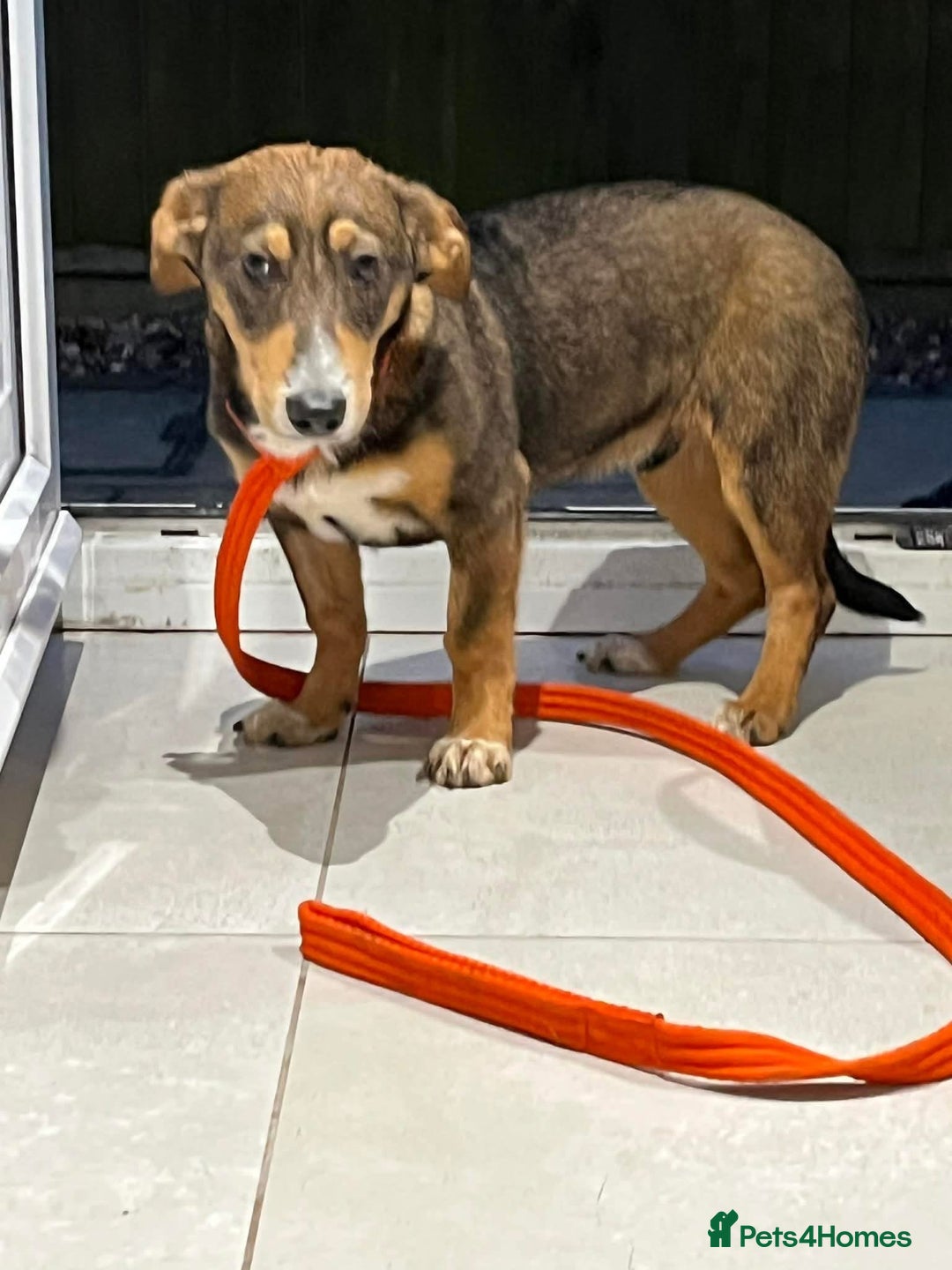 Mixed Breed dogs for adoption: Harvey - north Walsham Norfolk  - Advert 6