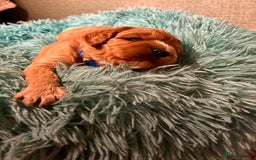 Cavapoo dogs for sale: Pups coming soon (F1) - Advert 4