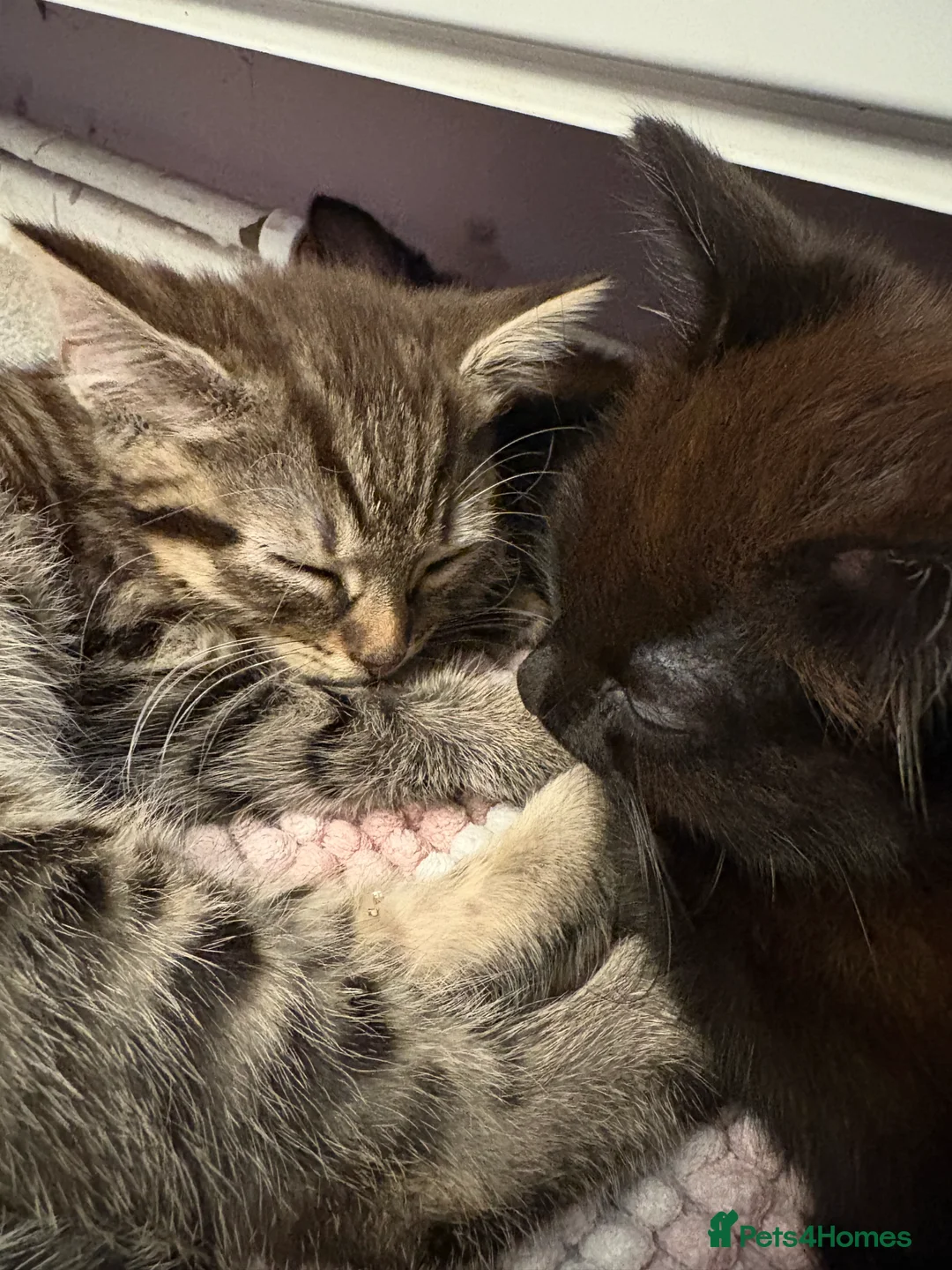 Mixed Breed cats for sale: 4 beautiful kittens ready for new home  - Advert 3