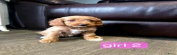 Cockapoo dogs for sale: Adorable F1 Cockapoo pups ♥️🐕🐾 in Bury Saint Edmunds - Advert 13