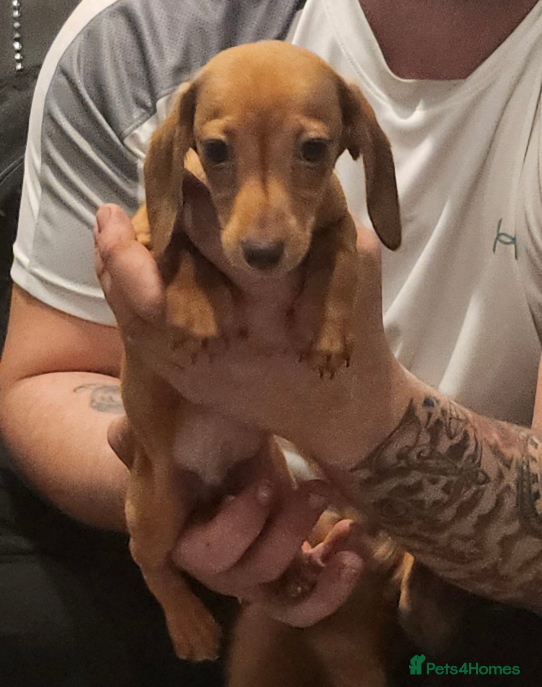 Miniature Dachshund dogs for sale: 3 beautiful miniature dachshunds  - Advert 3