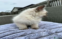 Ragdoll cats for sale: 4 ragdoll Kittens – Ready for Their New Homes - Image 6