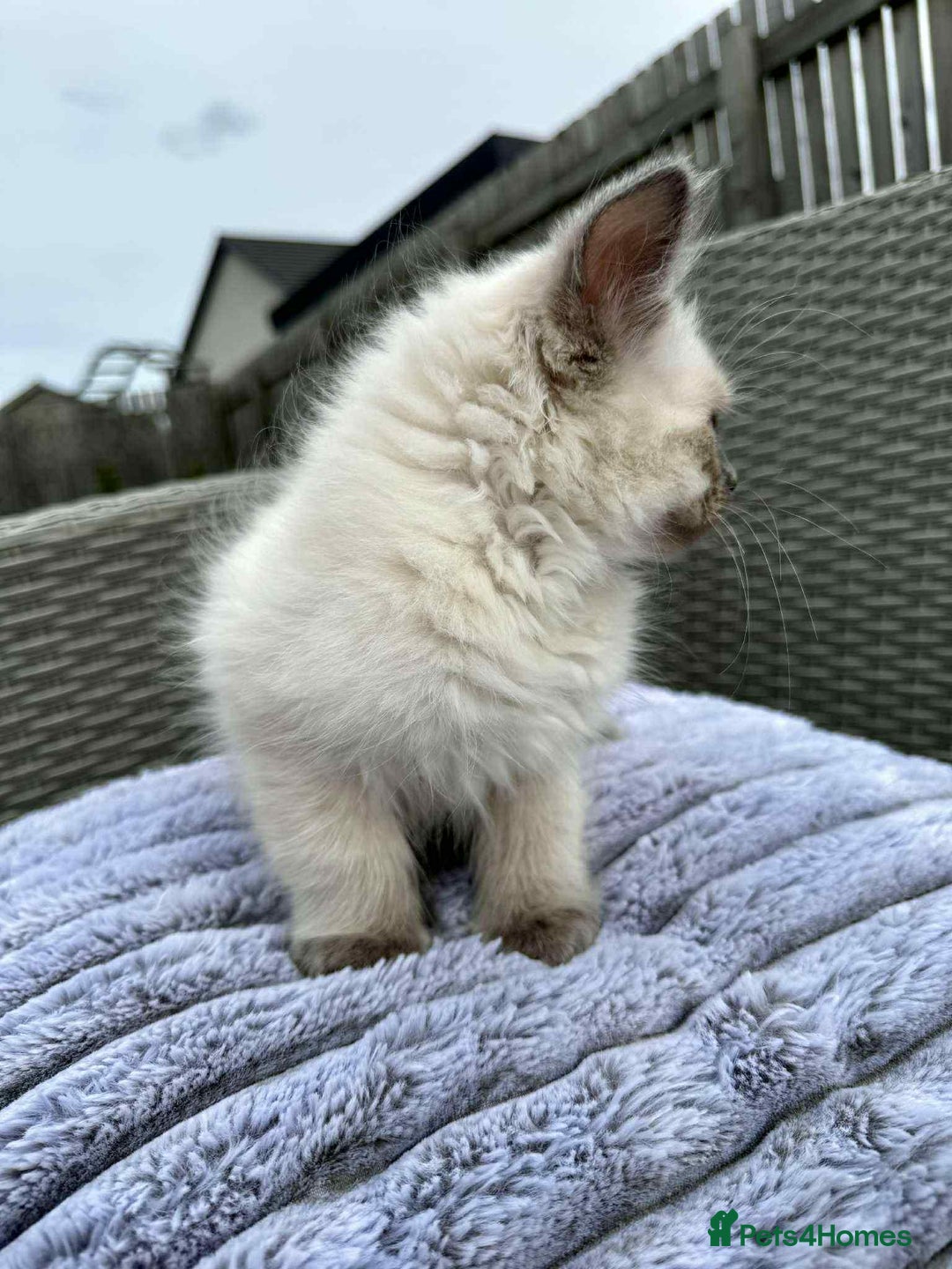 Ragdoll cats for sale: 4 ragdoll Kittens – Ready for Their New Homes - Image 6