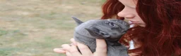 French Bulldog dogs for sale: French bulldog frenchies pups - Advert 5