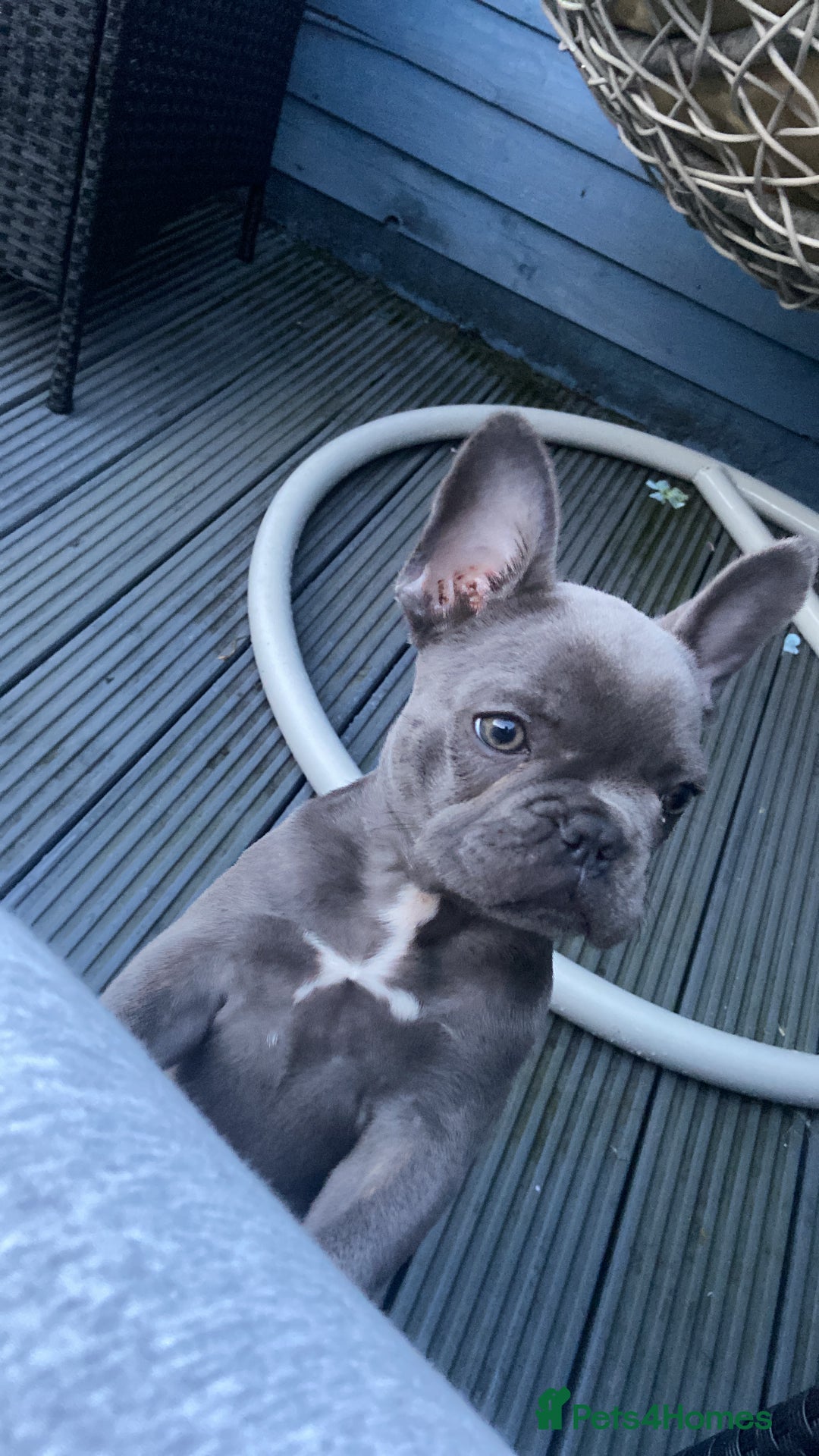 French Bulldog dogs for sale: French bulldog pup girl BLUE 13 weeks old - Image 13