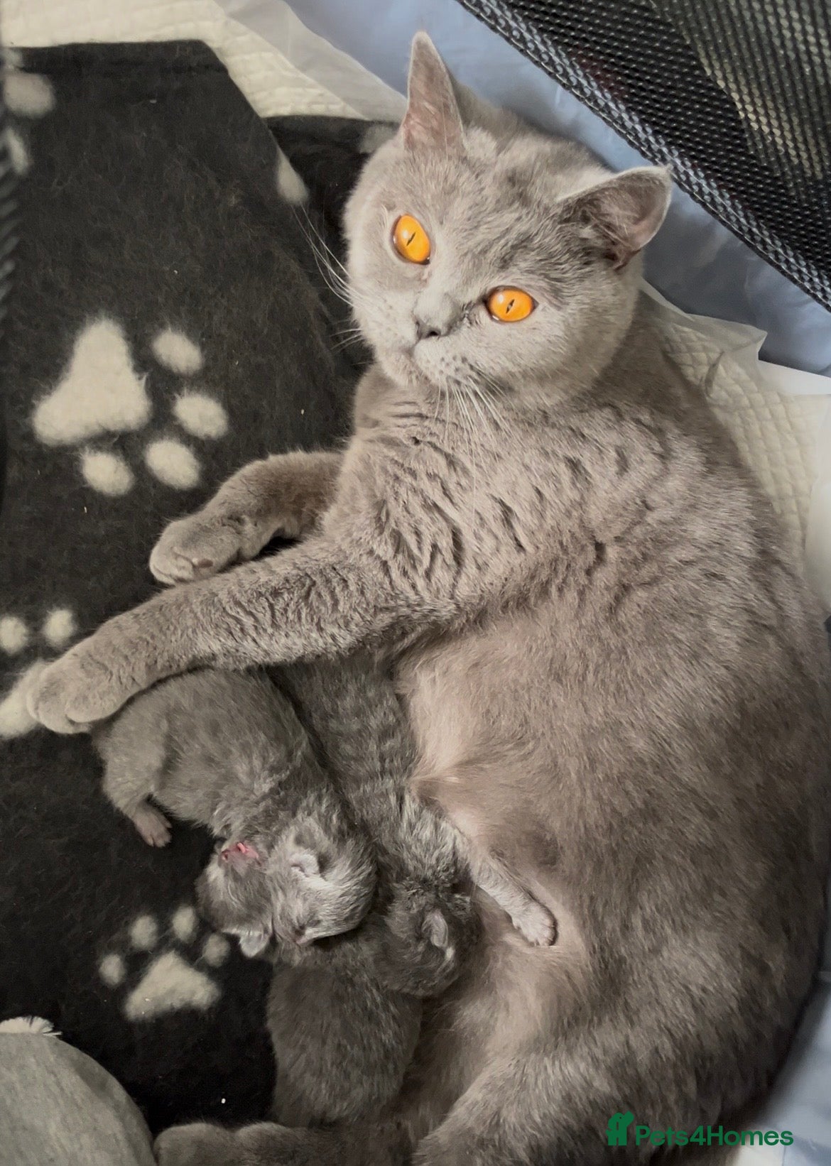 Mixed Breed cats BRITISH SHORT HAIR  CROSS  CHARTREUX - Advert 3