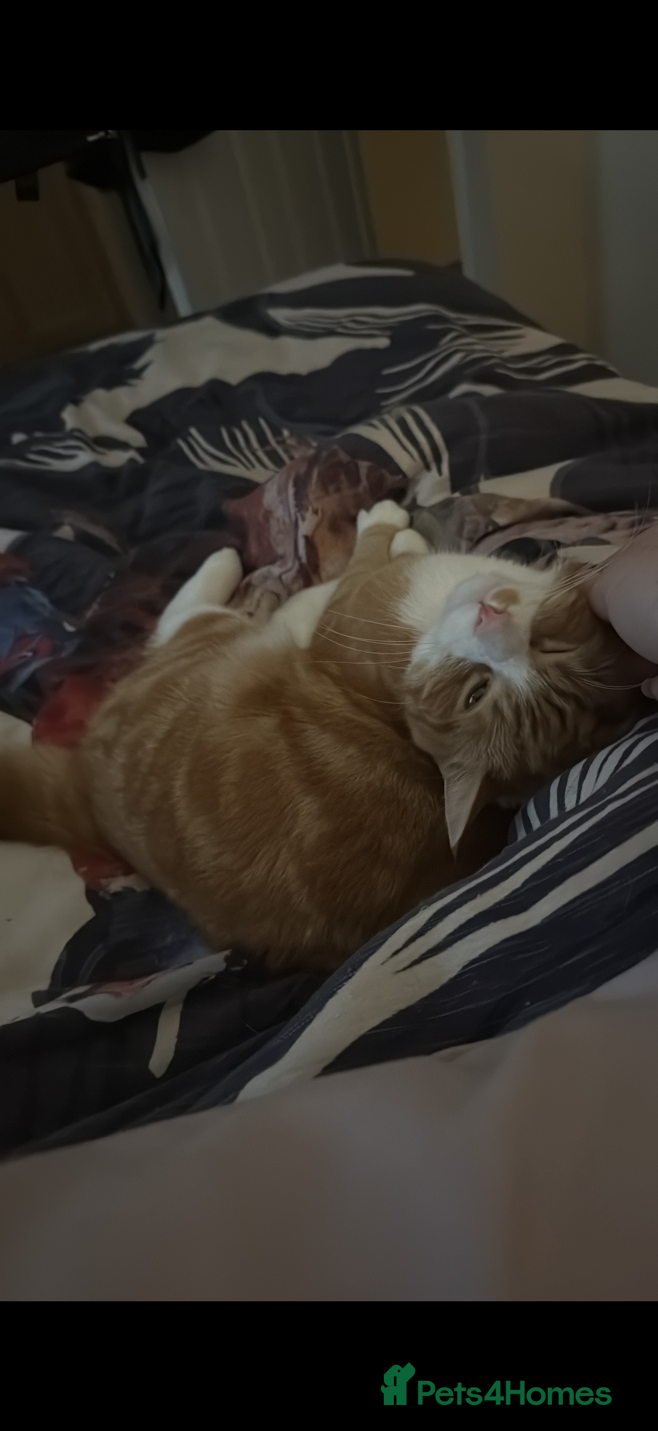 Mixed Breed cats Sadly having to rehome these 2 beautiful gingers - Advert 4