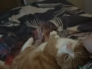 Mixed Breed cats Sadly having to rehome these 2 beautiful gingers - Advert 4