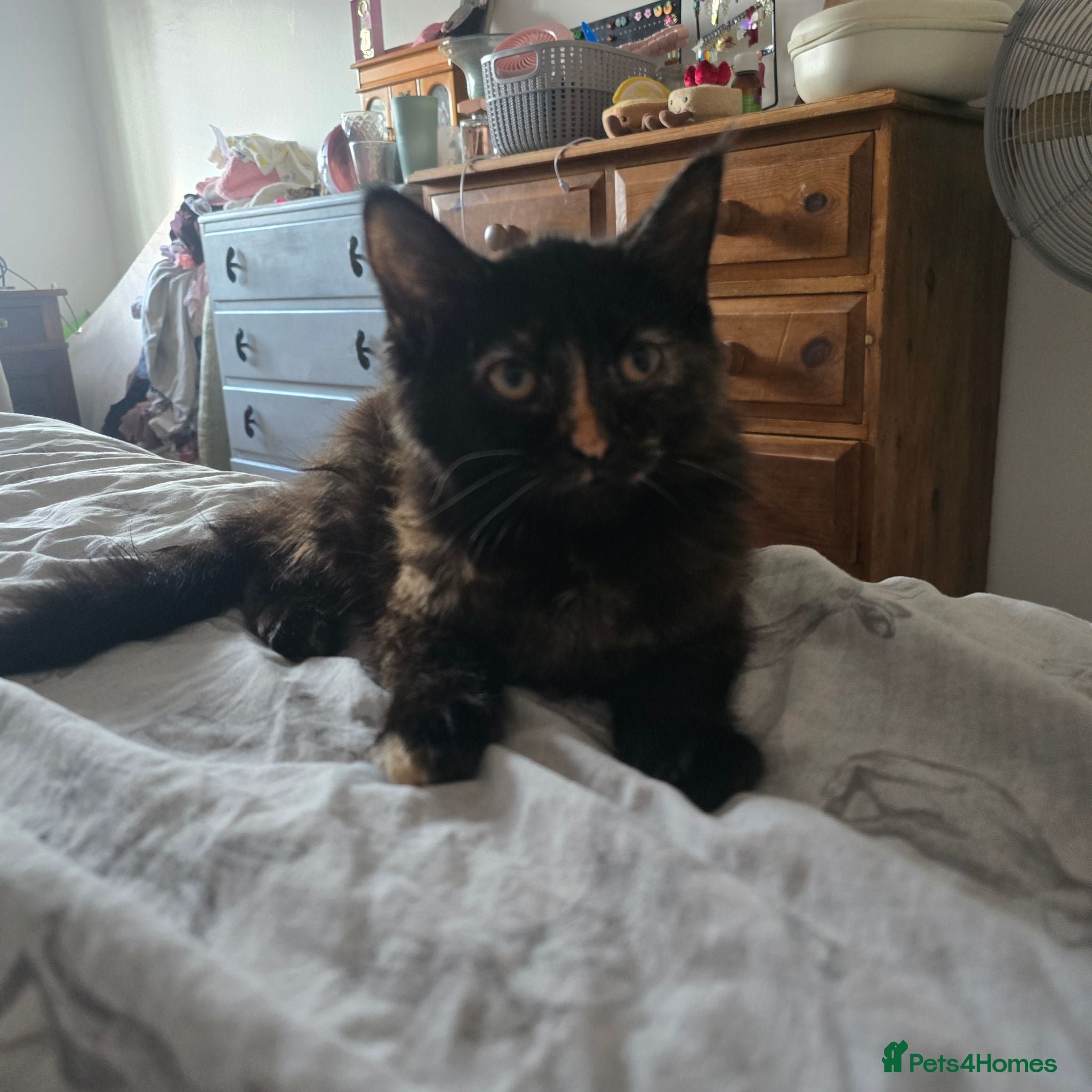 Maine Coon cats Maine coon rehoming ( 6 months old )  - Advert 1