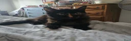 Maine Coon cats for sale: Maine coon rehoming ( 6 months old )  - Advert 1
