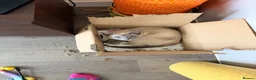 Snowshoe cats for sale: Snowshoe kitten  Looking for a Loving Home - Advert 12