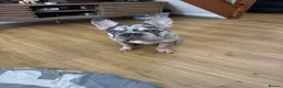French Bulldog dogs for sale: For sale in Southampton - Advert 5