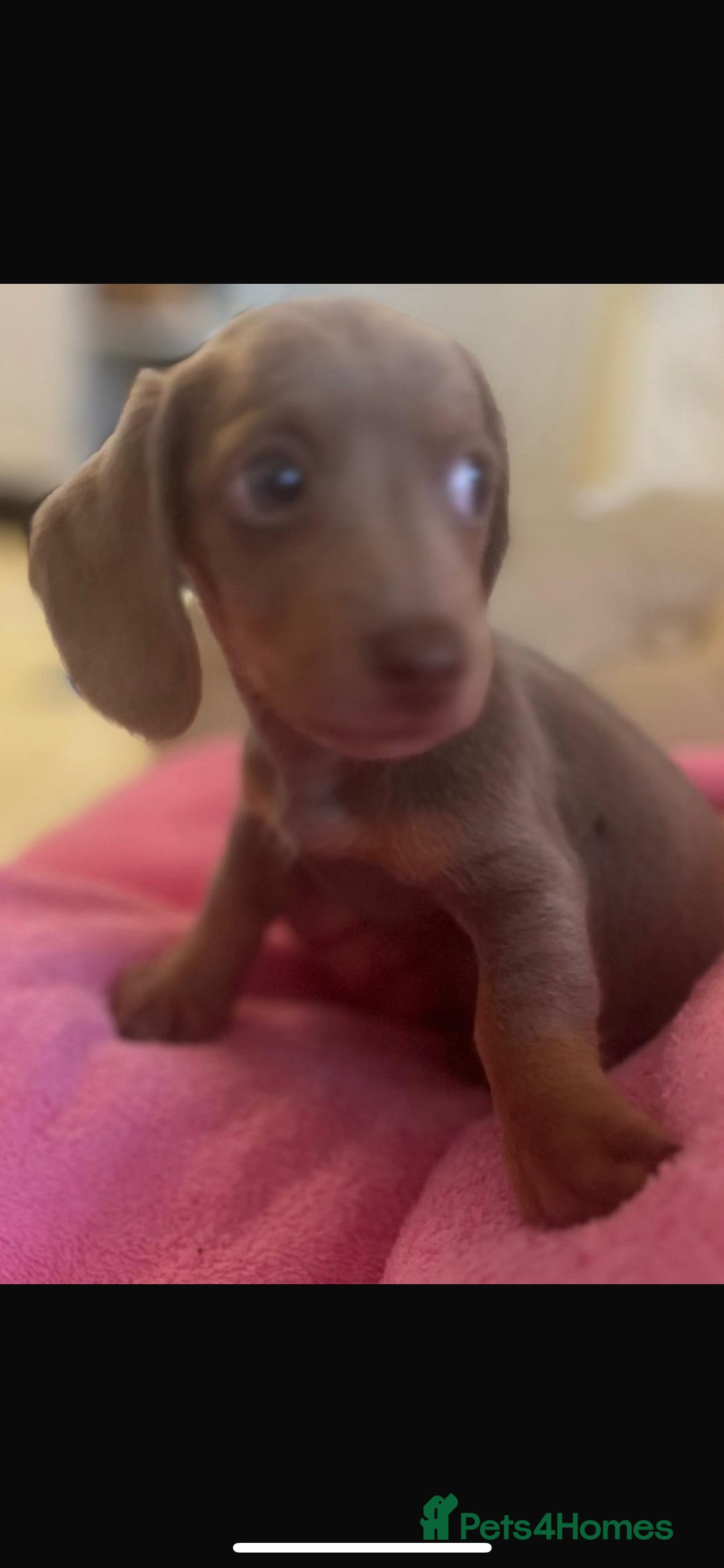 Dachshund dogs Miniature Dachshund Puppies - Advert 1