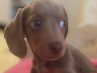 Dachshund dogs Miniature Dachshund Puppies - Advert 1
