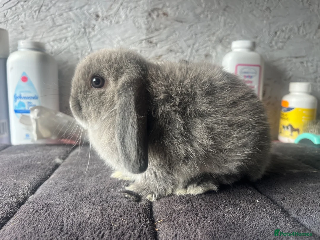 Mini Lop rabbits for sale: Pure mini lop  - Advert 4