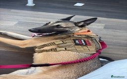 Belgian Shepherd Dog dogs for sale: Stunning Belgium Shepard bitch 7month  in Wallsend - Image 5