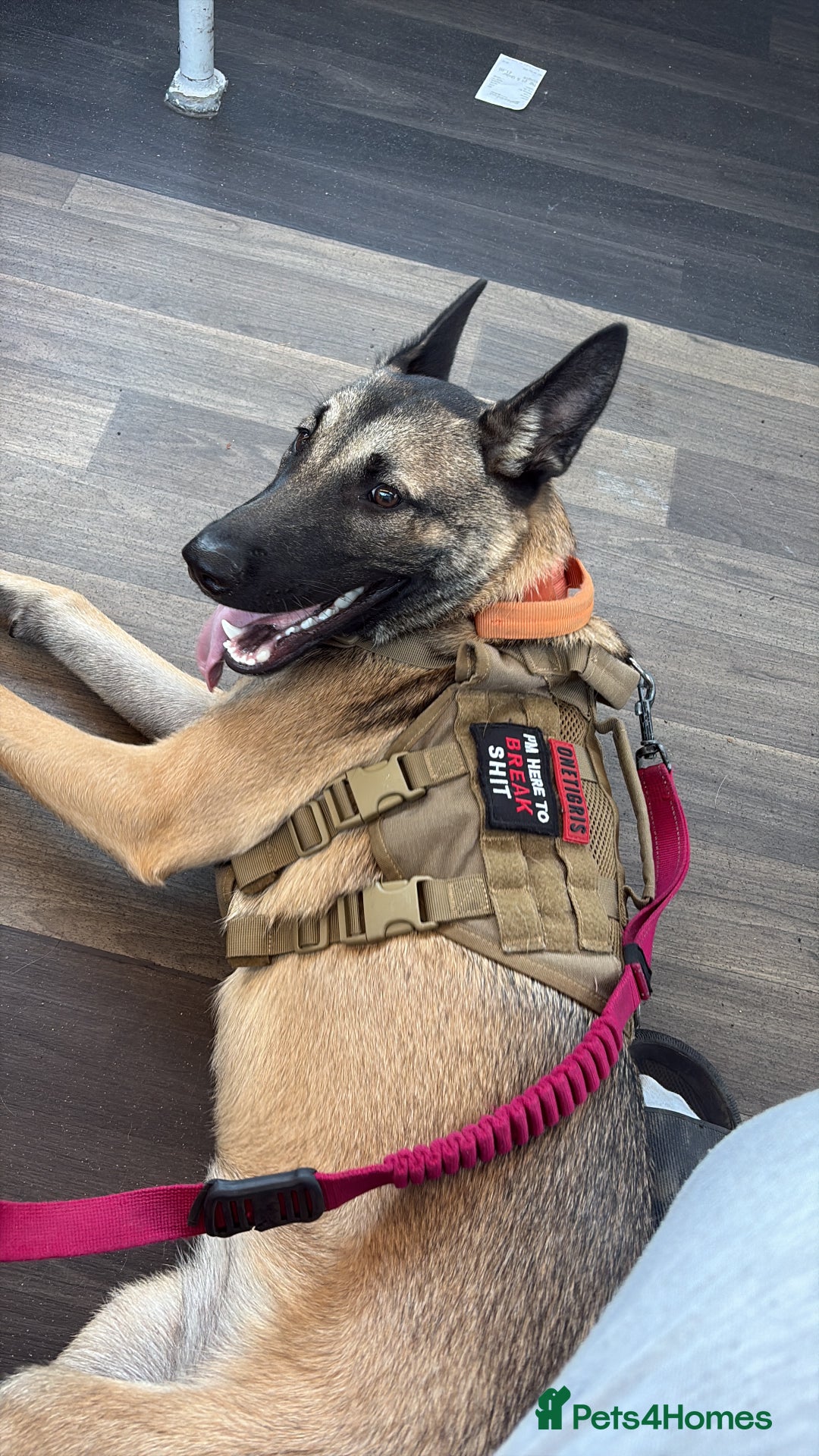 Belgian Shepherd Dog dogs for sale: Stunning Belgium Shepard bitch 7month  in Wallsend - Image 5