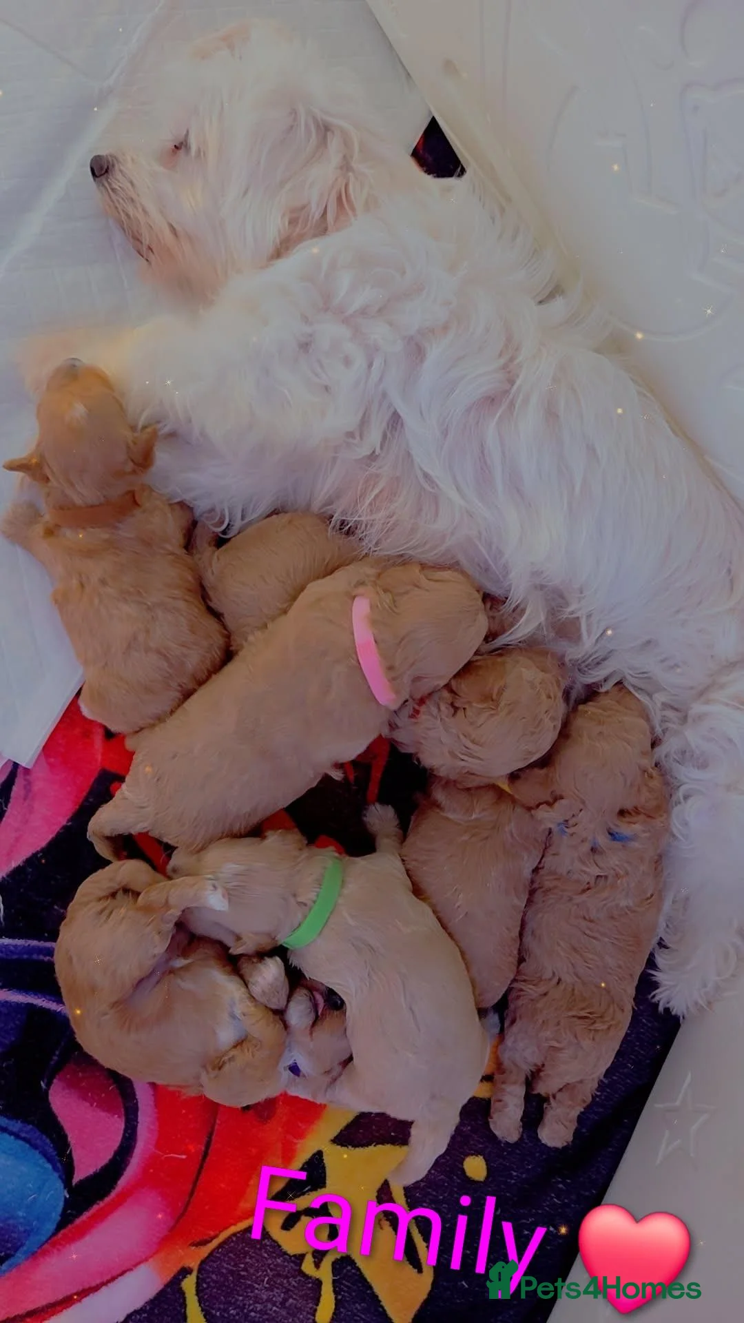Maltipoo dogs for sale: Beautiful Maltipoo Puppies – Available to Reserve  - Advert 1