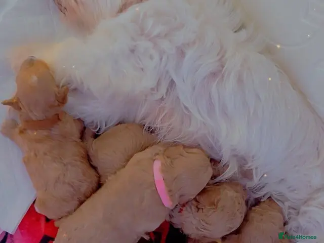 Maltipoo dogs for sale: Beautiful Maltipoo Puppies – Available to Reserve - Advert 13