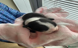 Boston Terrier dogs for sale: Stunning Boston terrier puppies - Image 9