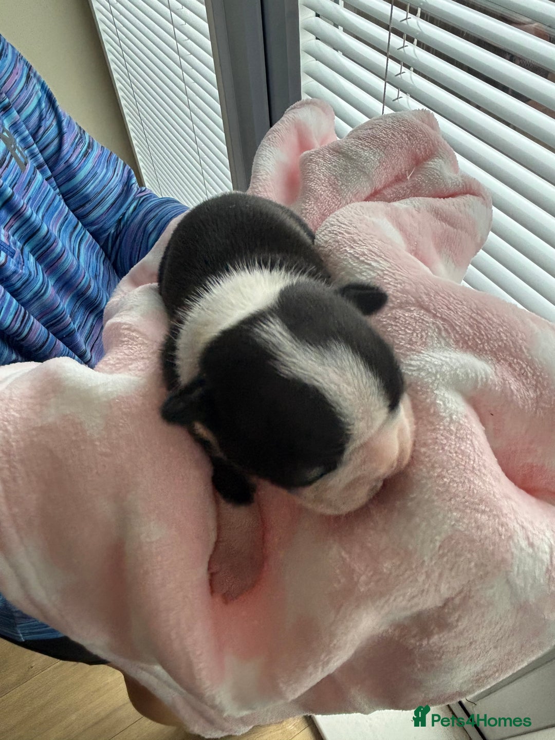 Boston Terrier dogs for sale: Stunning Boston terrier puppies - Image 9