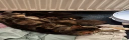 Domestic Shorthair cats for sale: 4 Beautiful Domestic Shorthair Kittens  in Chesterfield - Advert 2