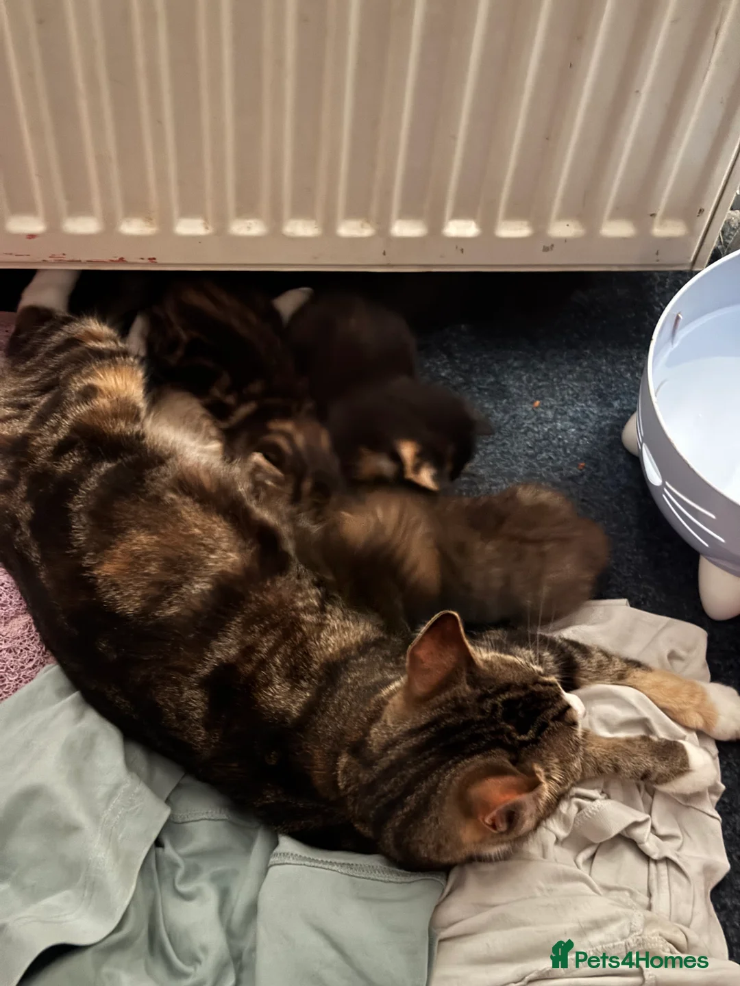Domestic Shorthair cats for sale: 4 Beautiful Domestic Shorthair Kittens  in Chesterfield - Advert 2