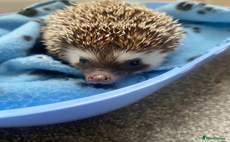 Pygmy Hedgehog rodents for sale - Advert 1