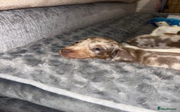 Dachshund dogs for sale: Isabelle and tan dachshund pups  - Image 9