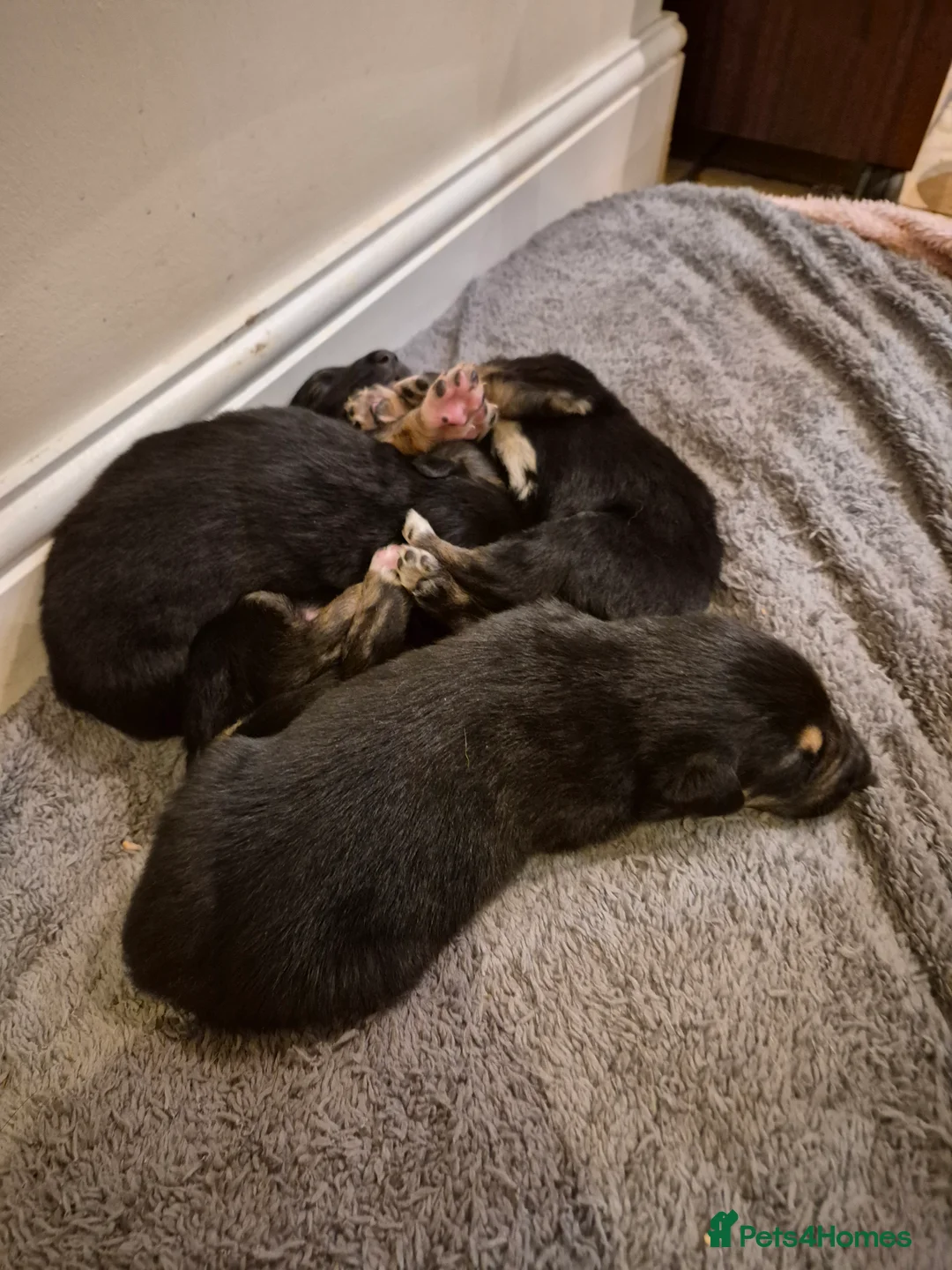 Mixed Breed dogs for sale: 5 shollie pups - Advert 10