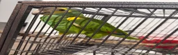 Parrots birds for sale: Yellow shoulde Amazon parrot  - Advert 1