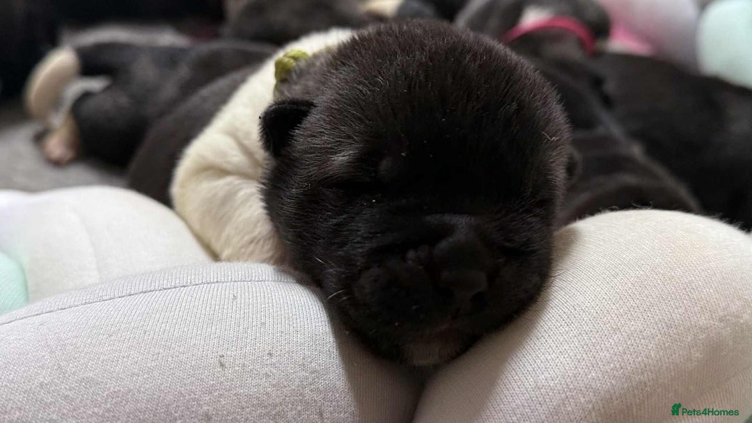 Akita dogs for sale: AMERICAN AKITA LOOKING FOR HOME - Advert 2