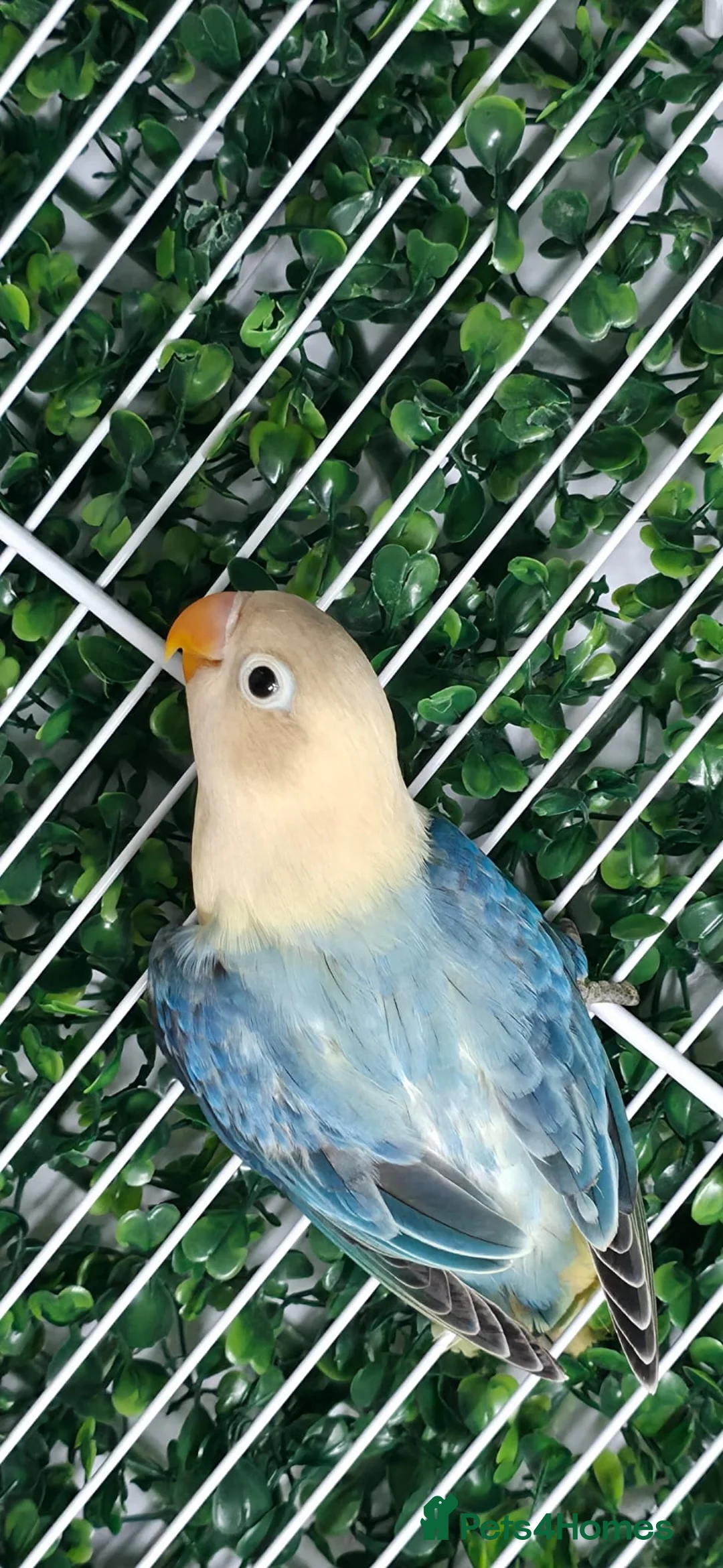 Lovebirds birds for sale: Mutation Lovebirds for Sale - Advert 8