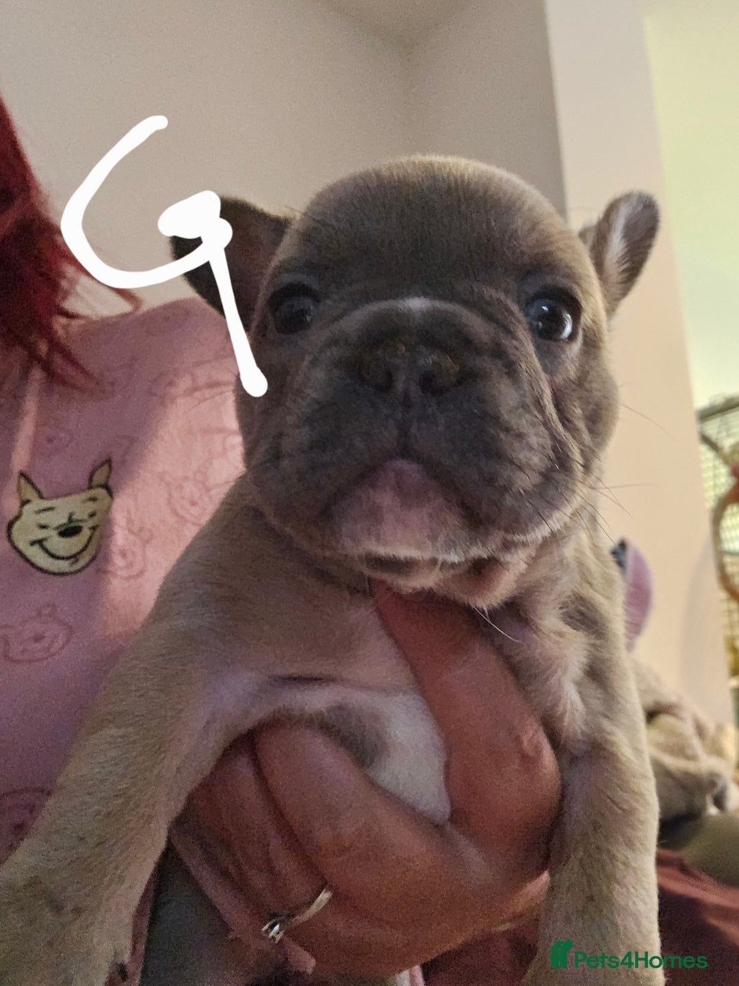 French Bulldog dogs for sale: Beautiful french bulldog puppies  - Image 11