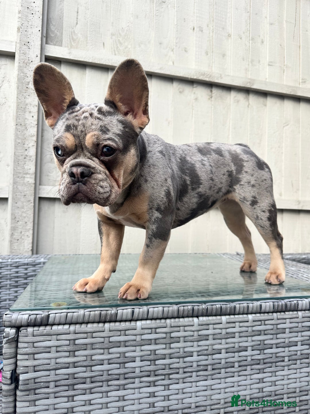 French Bulldog dogs for sale: French Bulldog female - Image 4