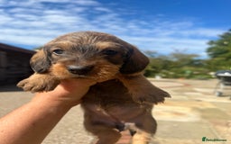 Dachshund dogs for sale: Standard Wire hair Pups available!! - Image 25