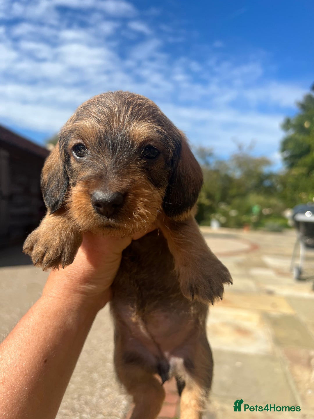 Dachshund dogs for sale: Standard Wire hair Pups available!! - Image 25