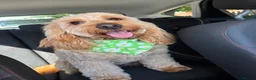 Cockapoo dogs for sale: 1 year old male cockerpoo  in Coventry - Advert 1