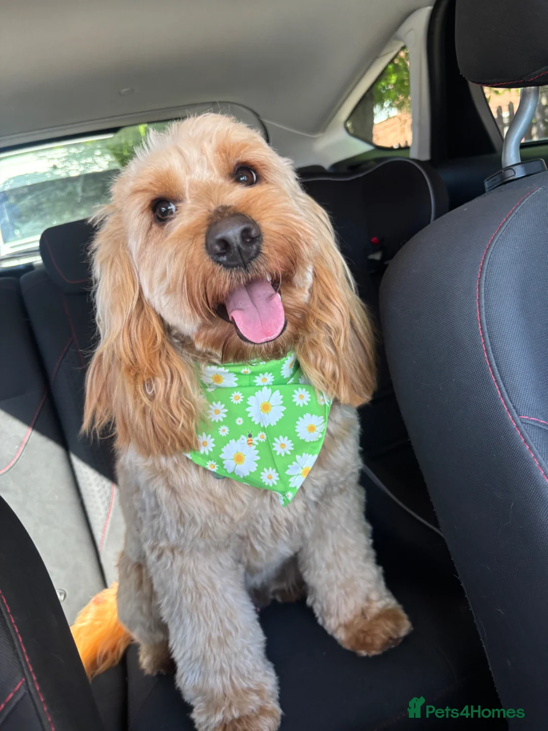 Cockapoo dogs for sale: 1 year old male cockerpoo  in Coventry - Advert 1