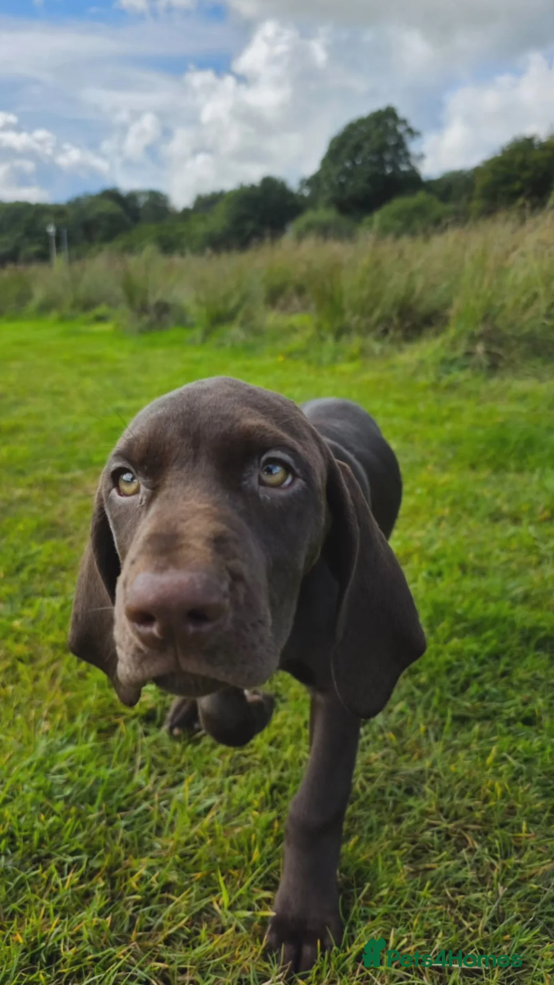 German Shorthaired Pointer dogs for sale: Rehoming our female GSP puppy, Cleo – 7 months old - Advert 2