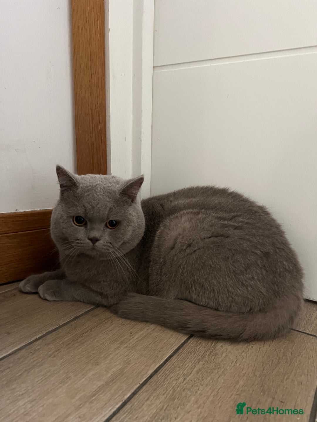British Shorthair cats for stud: Proven stud grey - Advert 4