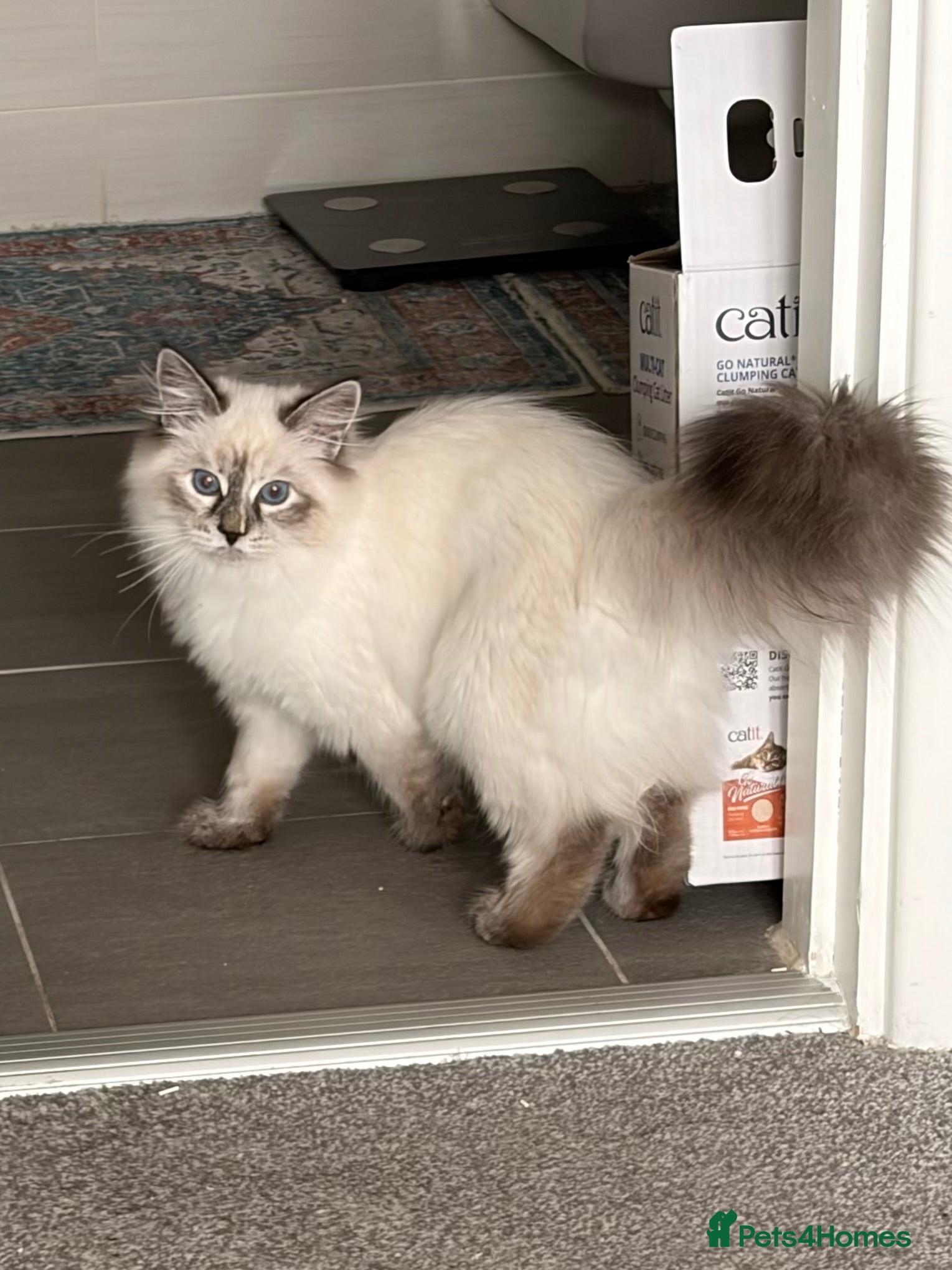 Siberian cats 🏆Champion line Kitten rehome - Advert 17
